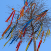 Maibäume aus dem Stadtforst: Abholung am 30. April