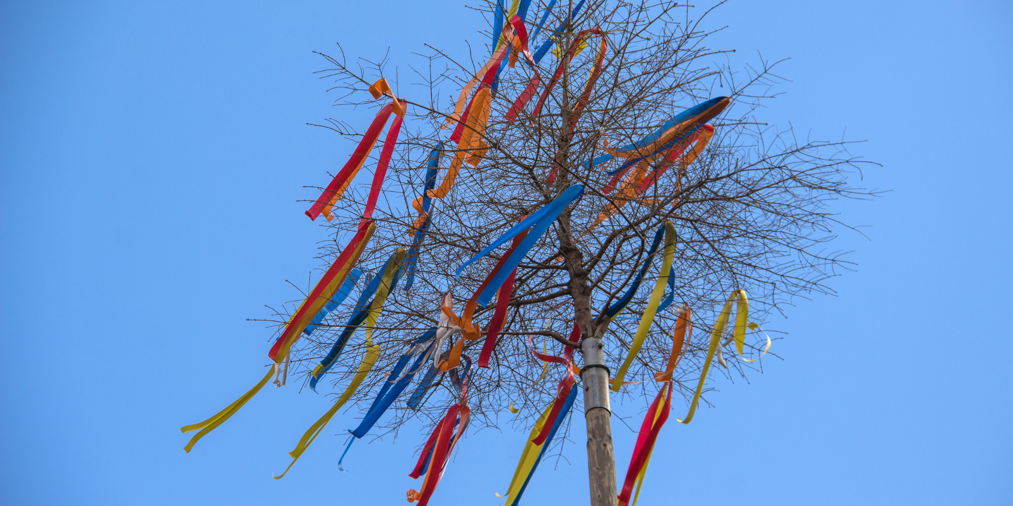 Maibäume aus dem Stadtforst: Abholung am 30. April